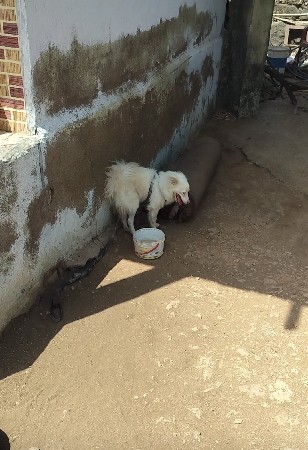 pamuliyan female sata karva se