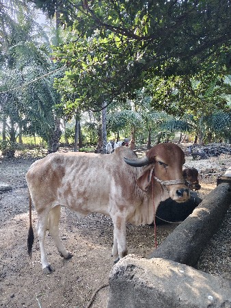 ગાય વાસડી