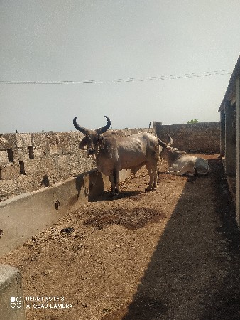 ગોઢલા વેચવાના છે