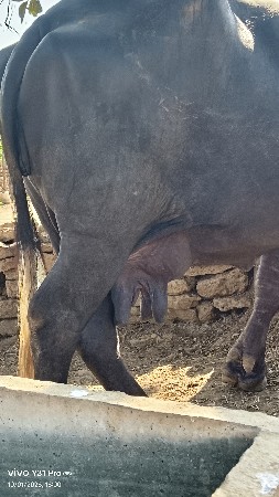 ભેંસ વેચવાની છે