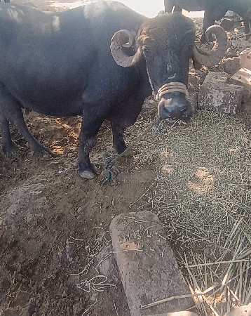 ભેંસ વેચવાની છે