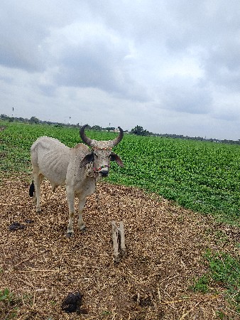 આ ગોઢલો વેચવાનો છે