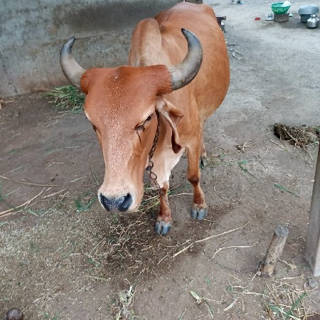 ગાય વેચવાની  છે