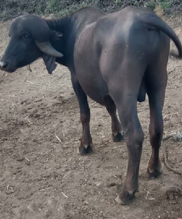 પાડો વેસવાનો છે