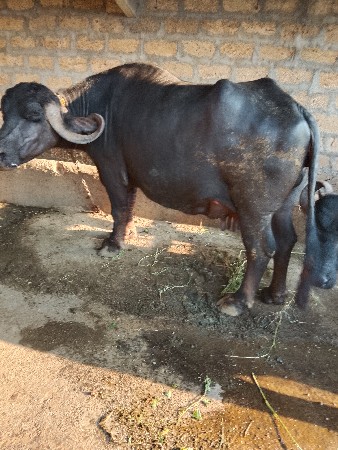 ભેંસ વેચવાની છે