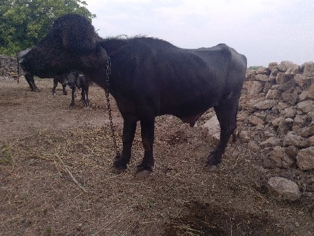 પાડો વેચવાનો છે