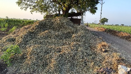 મગફળી પાલો