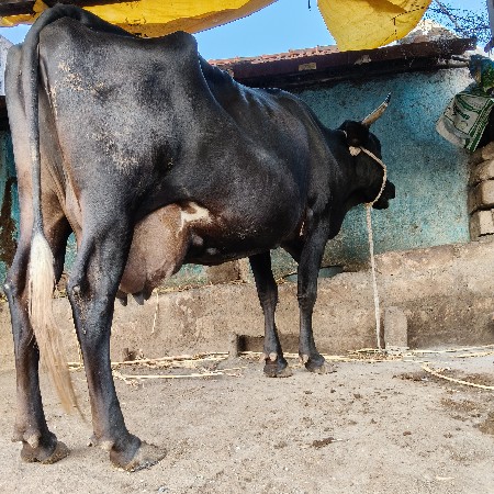 ત્રીજુ વેતર દસ બાર દિવસ ની વિયાણ