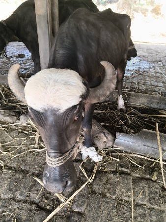 ગાભણ ખડેલી વેચવાની છે