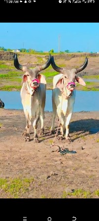મારવા બેસવાની ફુલ જવાબદારી એક એક વ
