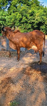 ગાભણી છે
