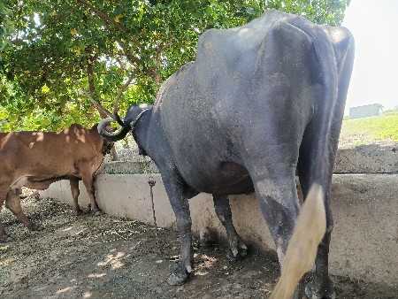 ભેસખડેલી વેસવાનીછે
