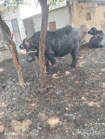 બીજું વેતર