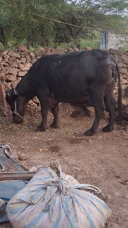 ભેંસ