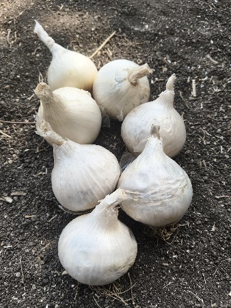 Onion  Budhel  Export