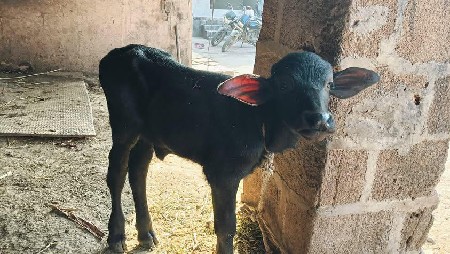 ભેંસ વેચવાની છે