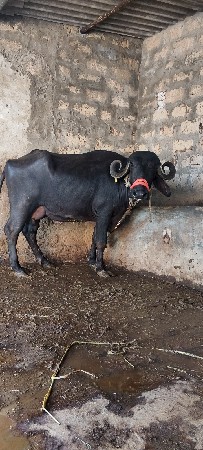 ભેંસ વેચવાની છે