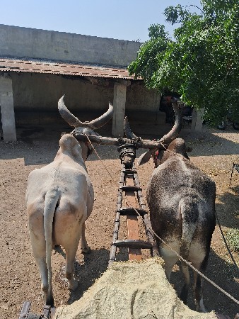 બળદ વેચવાના છે