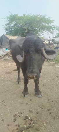 વેચવાની