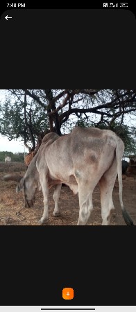 બળદ વેચવાનો છે