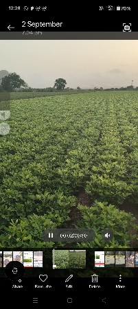 મગફળી નો ભૂકો