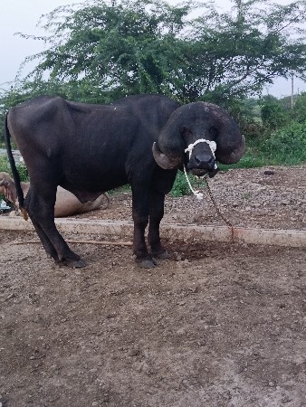 પાડો વેચવાનો છે