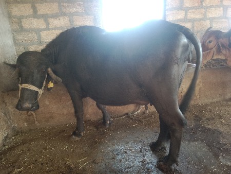 ભેંસ વેચવાની છે