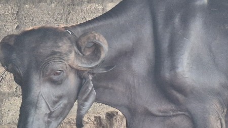 ભેંસ વેચવાની સે જાફરાબાદી