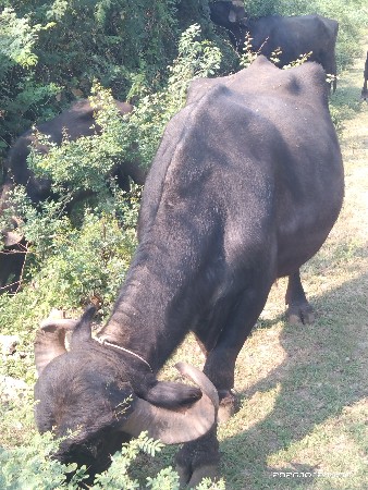 ભેંસ વેચવાની છે