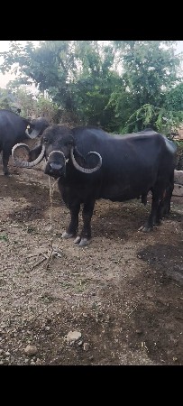 ભેંશ વેચવાની છે