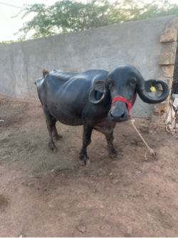 ભેંશ
વેચવાની