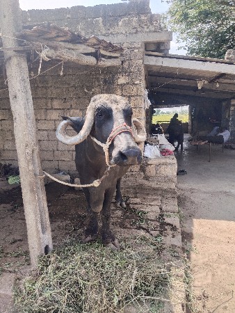 ભેંસ વેચવાની છે