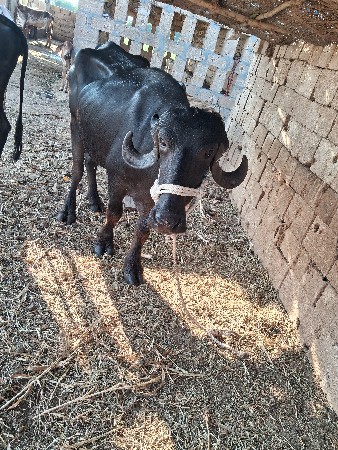 વેસવાનીસે
