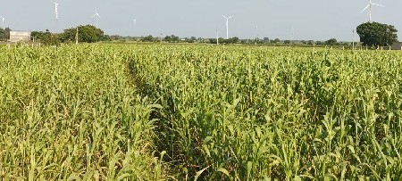વાડી ની લીલી જાર વેચવાની છે,