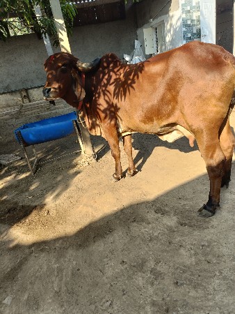 ગીર ગાય વેચવાની છે