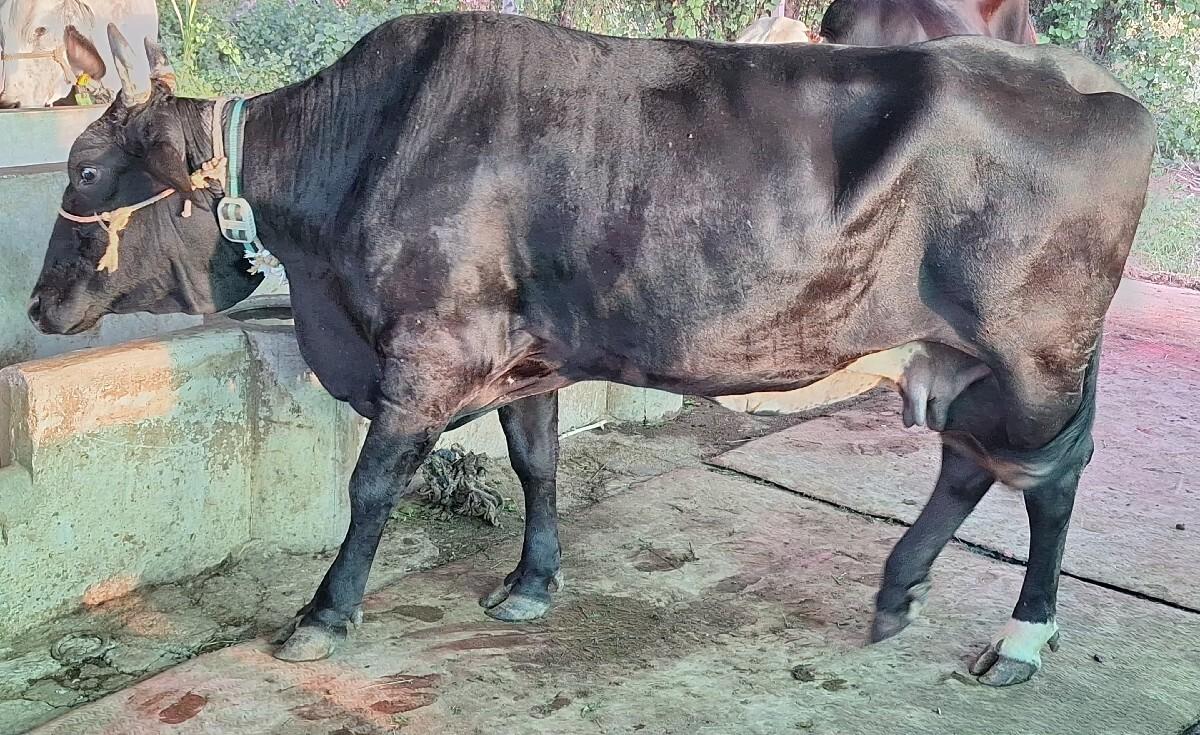 ગીર ક્રોસ ગાય , હોડકી  HF હોડકા