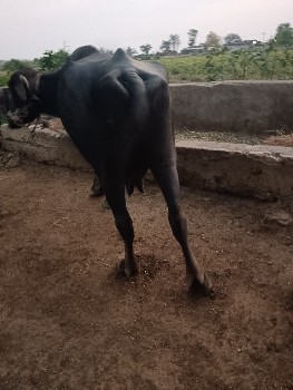 ભેંસ વેચવાની છે