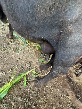 ભેંસ વેચવાની છે