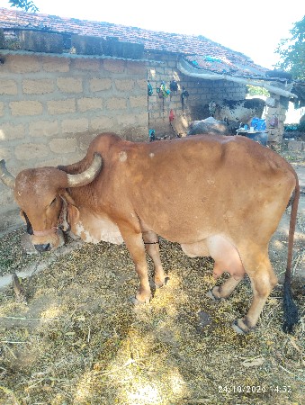 ગીર ગાય વેચવાની છે