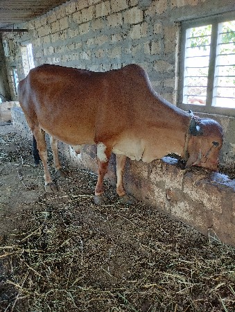 ગાય વેશવાની છે