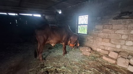ગીર ગાય વૅચવાની‌ છે.