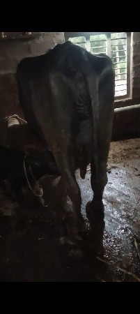 ભેંસ વેચવાની છે