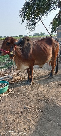 આ ગાય વેચવાની છે