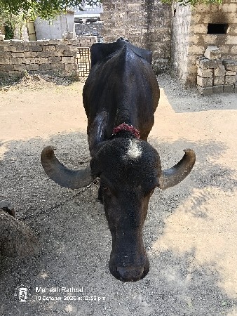 ભેંસ વેચવાની છે