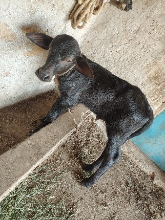 પાડી વેસ્વાની છે