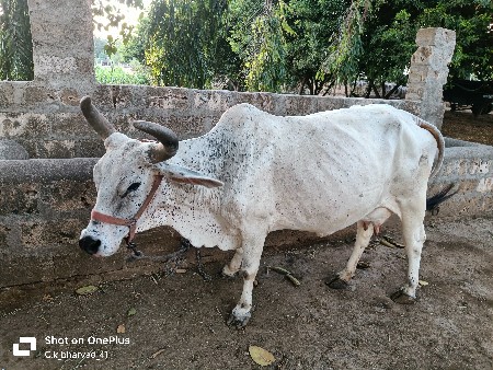 ગાય