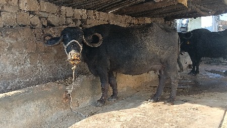 ભેંશ વેચવાની છે