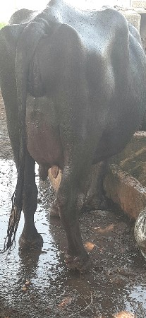ભેંસ વેચવાની સે