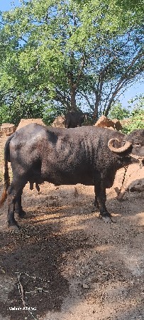 ભેંસ વેચવાની છે