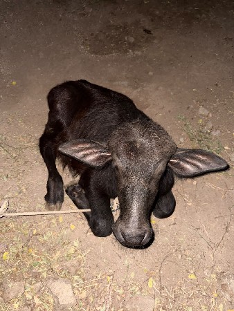 બેભેસુવેસવાનીસે